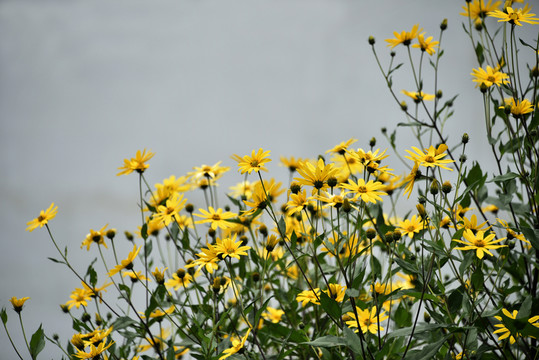 洋姜花