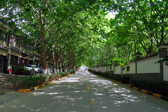 綠蔭大道