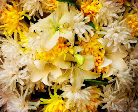 菊花 百合 紀(jì)念