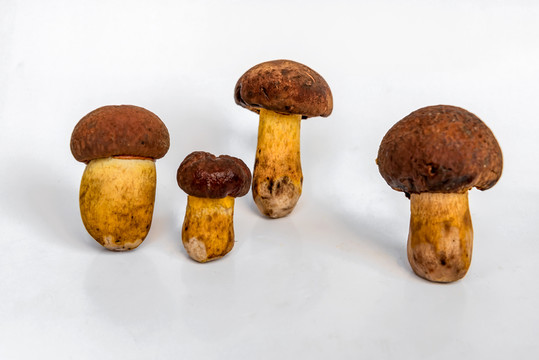 黃大把菌