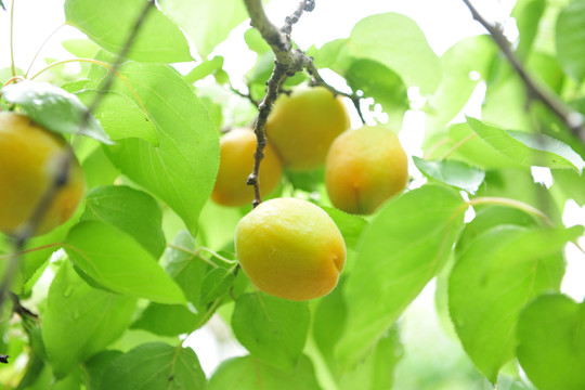 杏 杏園 果園