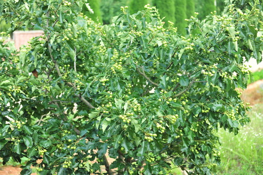 果樹  山楂樹