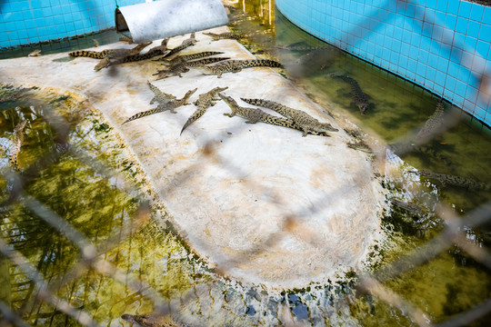 鱷魚 鱷魚池
