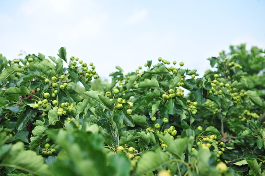 果園  山楂園