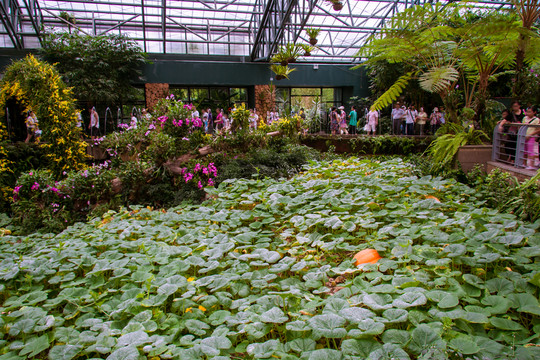 東部華僑城植物園