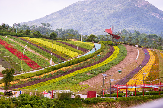 東部華僑城花田