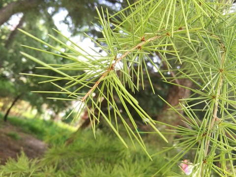 松樹葉