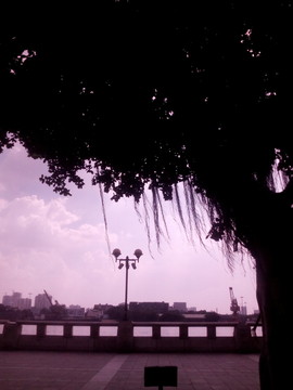 江邊老樹