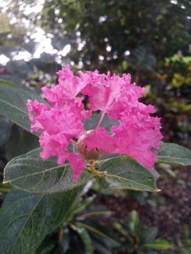 一朵紅花