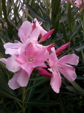 艷麗的花兒