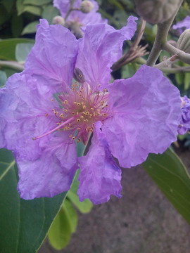 花兒盛開