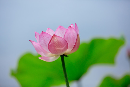 荷花荷葉
