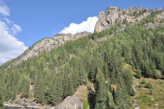 高山 樹(shù)林