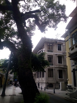 古樹(shù)建筑