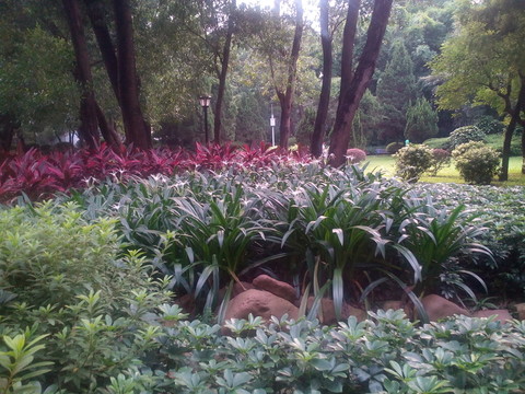 公園花草