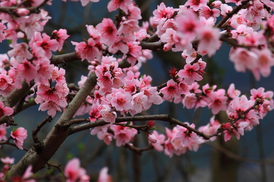 桃花