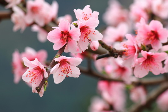 桃花
