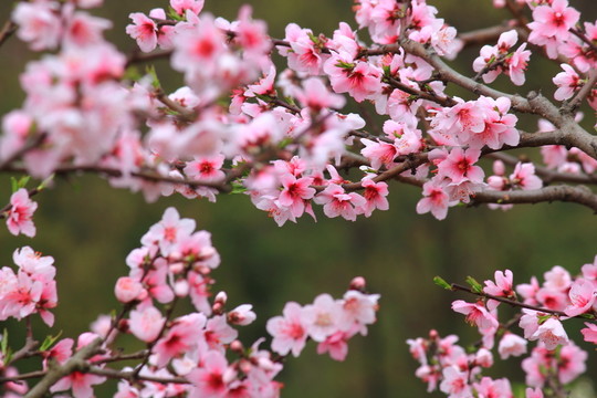 桃花