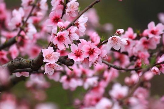 桃花