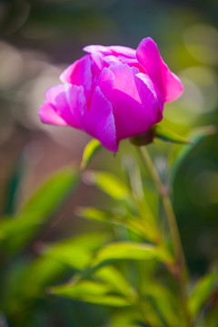 芍藥