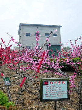 廠區(qū)風(fēng)景  廠區(qū)綠化  工廠