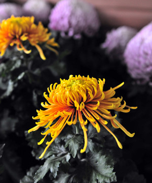 菊花盆景  花草