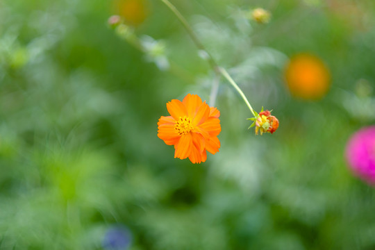 小花