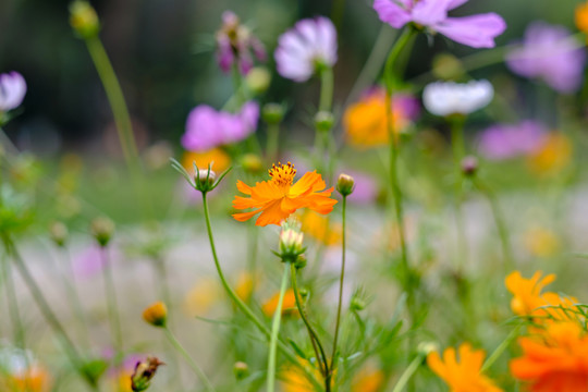 金蓮花