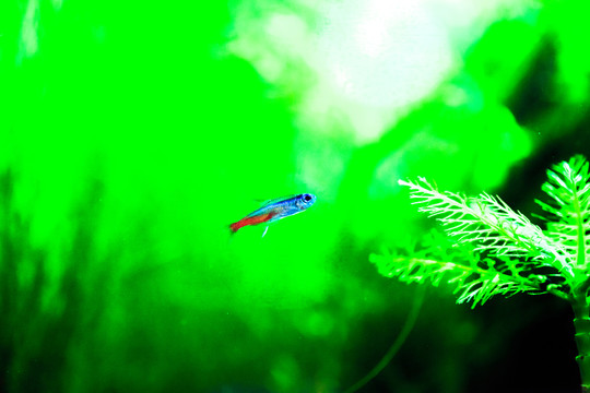 燈魚