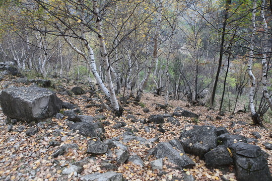 山西長(zhǎng)治沁源花坡