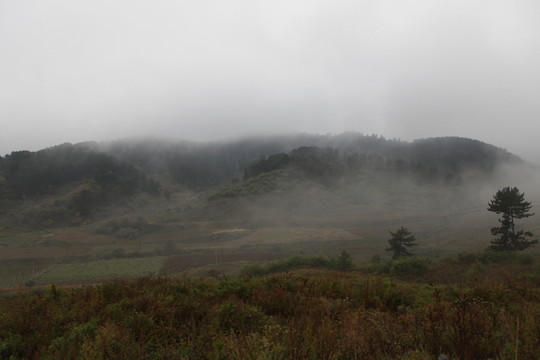 丘陵植被