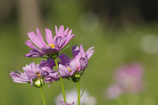 綻放的太陽花