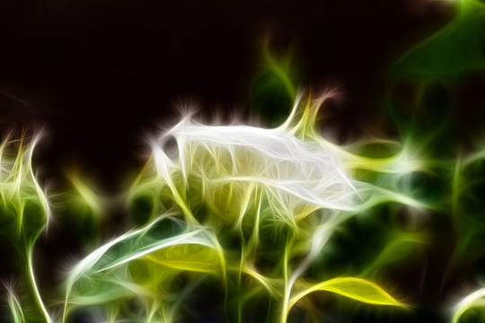 白色月季花叢