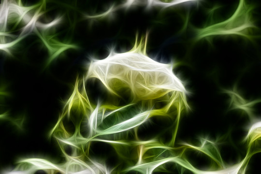 白色月季花叢