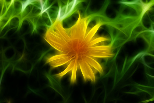 菊花叢