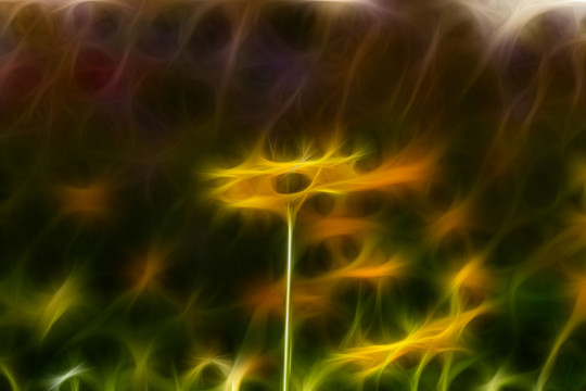 菊花叢