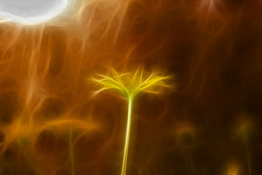 菊花叢