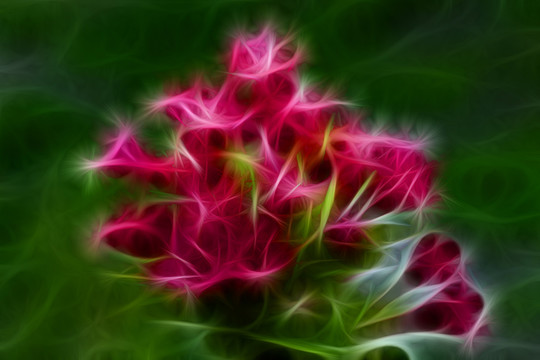 滿堂紅花卉