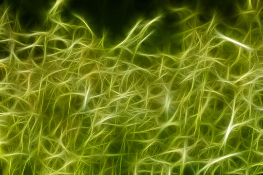 夢(mèng)幻草叢