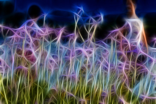 夢幻薰衣草