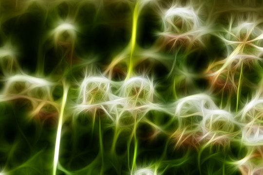 三葉草花叢