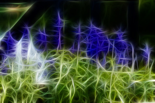 薰衣草花叢