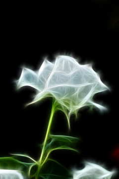 月季花