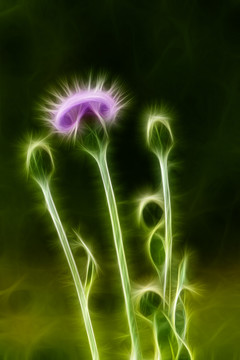 紫花藿香薊