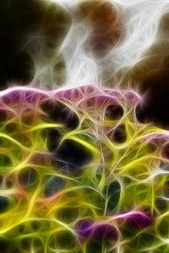 紫荊花開