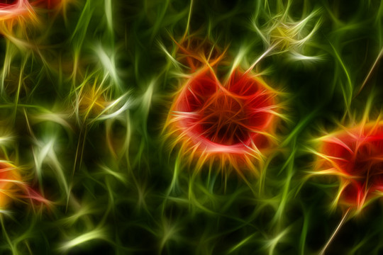 鄒菊花叢