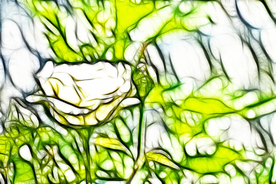 白色月季花叢