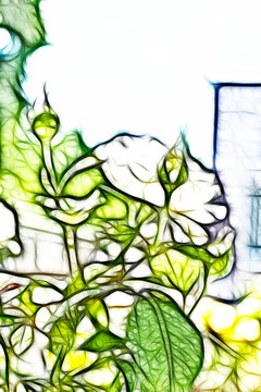 白色月季花叢