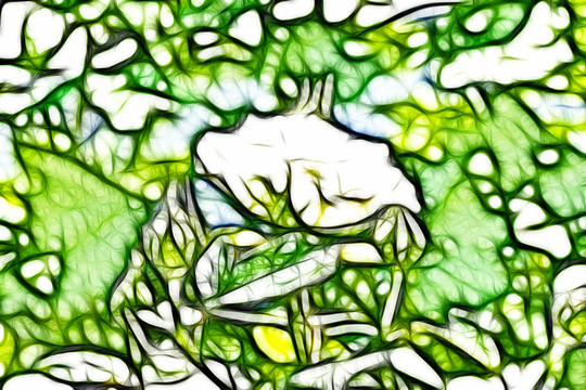 白色月季花叢