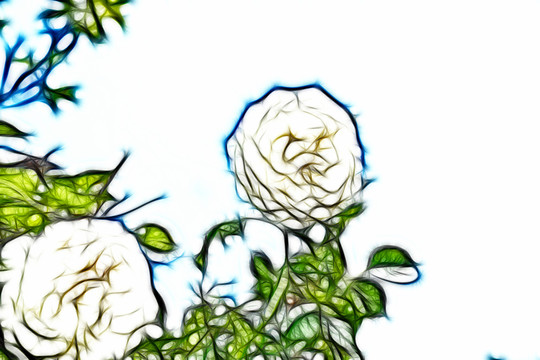 白色月季花叢